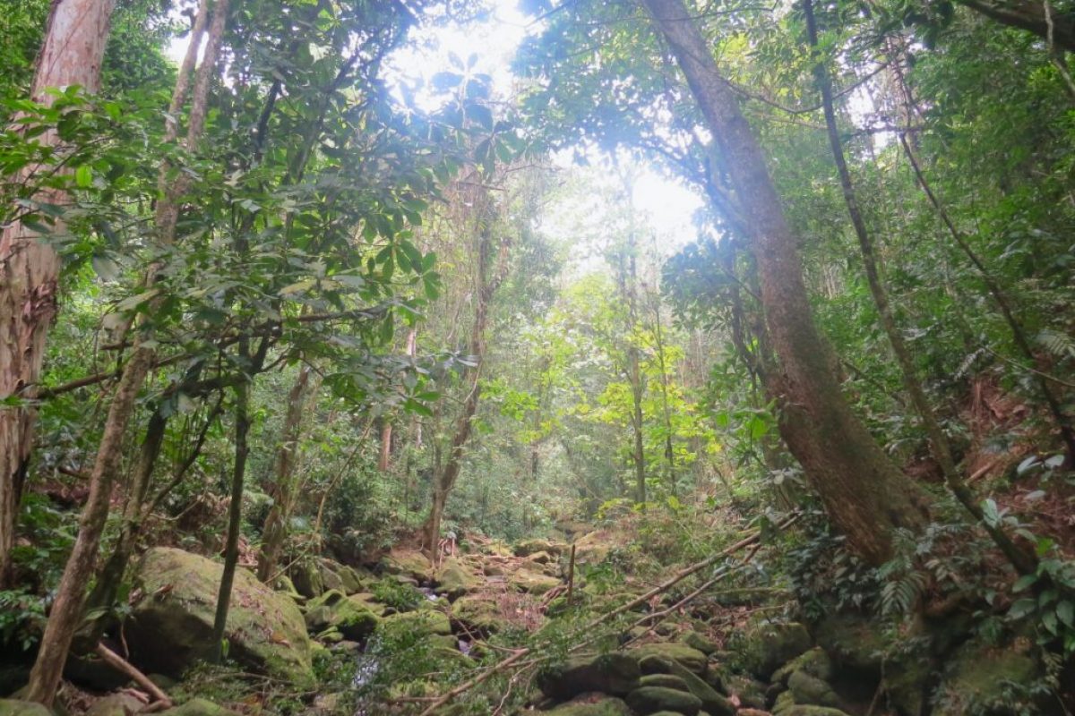 Meio ambiente: é preciso acrescentar traços de modernidade nos projetos de lei de exploração de recursos naturais